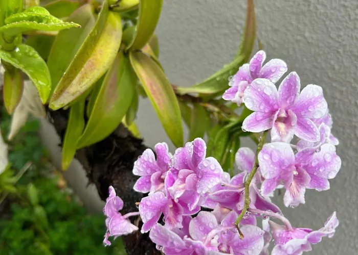 Hospedagem Casa Compacta Jaraguá do Sul